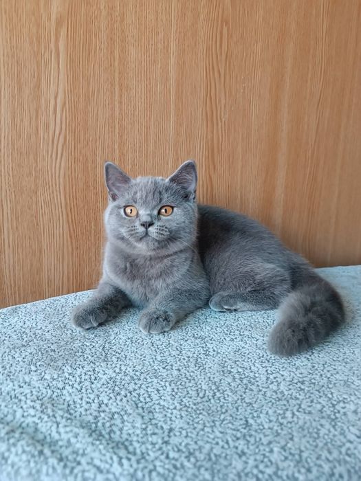 Шотландські дівчатка і хлопчики