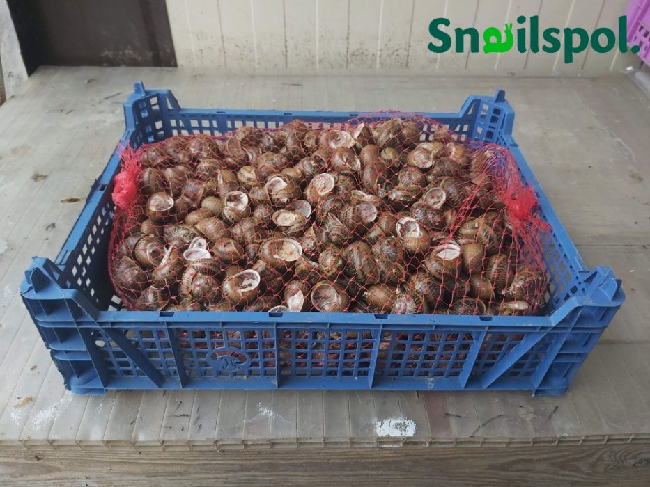 Skup ślimaków / Muller 1kl 13zł-15zł, 2kl 8zł /Maxima/Got.Przele100%