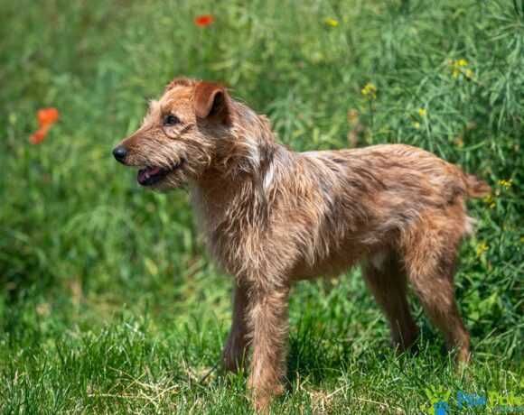 Miły, przyjacielski psiak TROLUŚ ogląda się za domkiem!