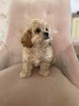 CAVAPOO  mini piesek mix Cavalier King Charles Spaniel & Pudel toy