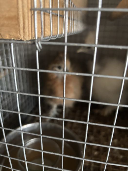 Vendo sedosas pescoço