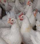 Kury Nioski LEGHORN Kurki Mlode 23 tyg