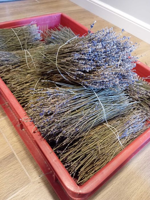 Snopki / sianko lawendowe do podkurzacza