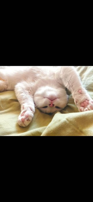 Приму в дар памперсы для котейки , 3 размера