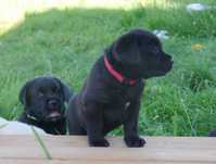 Labrador retriever - czarny / szczeniaczek ZKwP / FCI