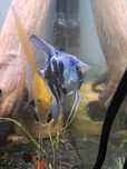 Skalar clown turkus