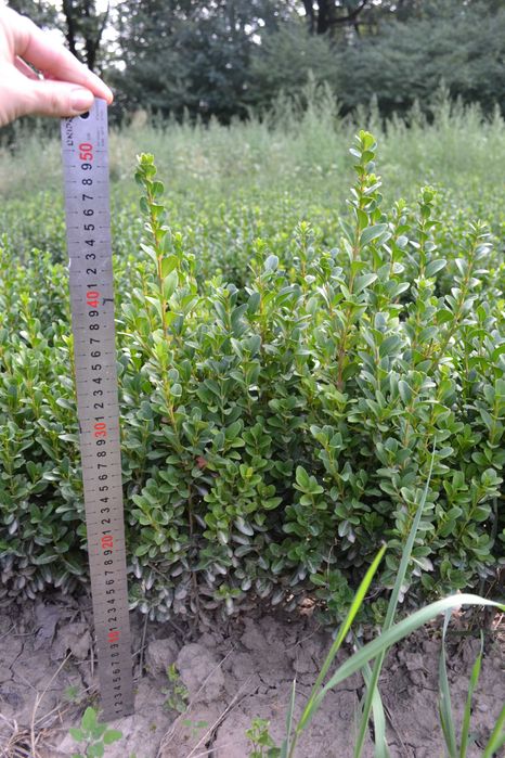 Самшит вічнозелений 30-40 см