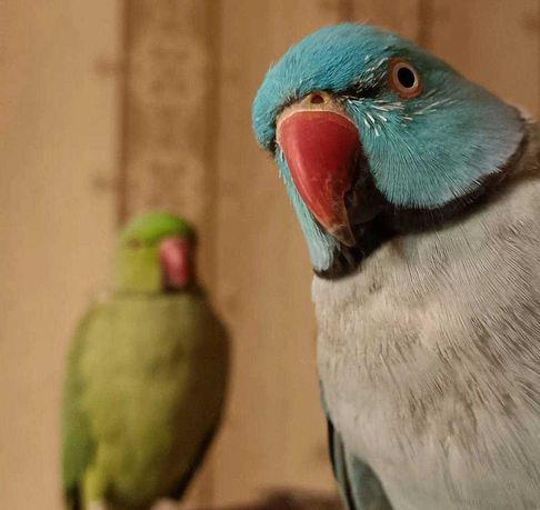 Ожерелові папуги дуже розумні