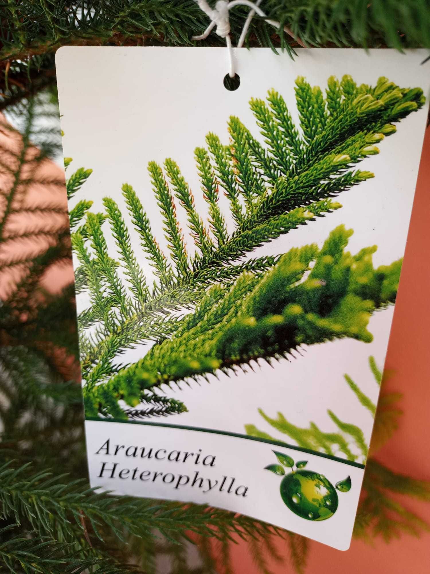 Pinheiro-de-Norfolk | Araucaria heterophylla