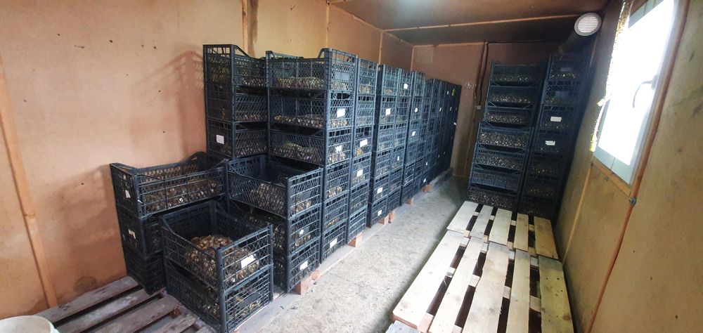 Готовий прибутковий бізнес – равликова ферма. Переяслав, Київська обл.