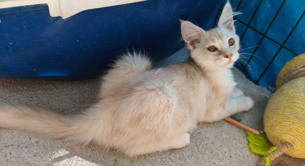 Gatinho Maine Coon