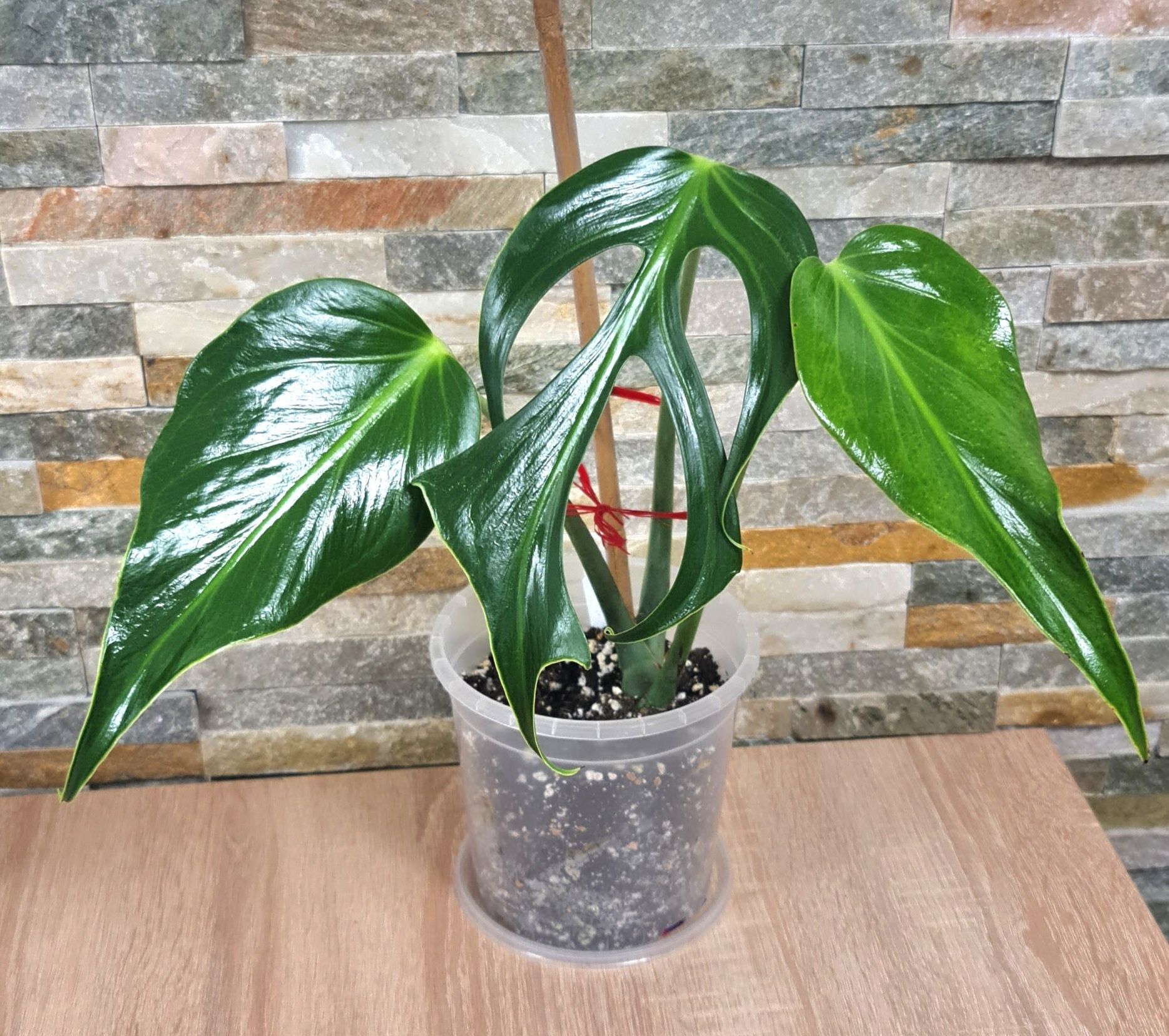 Monstera Burle Marx Flame, 3 liście