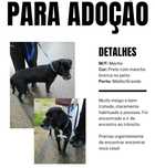 Cão meigo para adoção (encontrado)