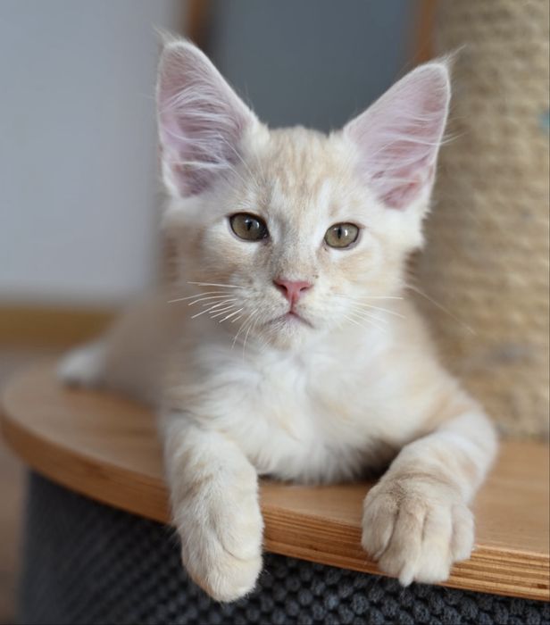 Maine coon kocur kremowy srebrzysty FPL opcja hodowlana