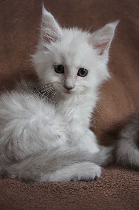 przepiękna dziewczynka Maine coon - FPL/FIFE/WCC  - shaded - ns11