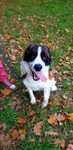 Fuks pies w typie bernardyna do adopcji!