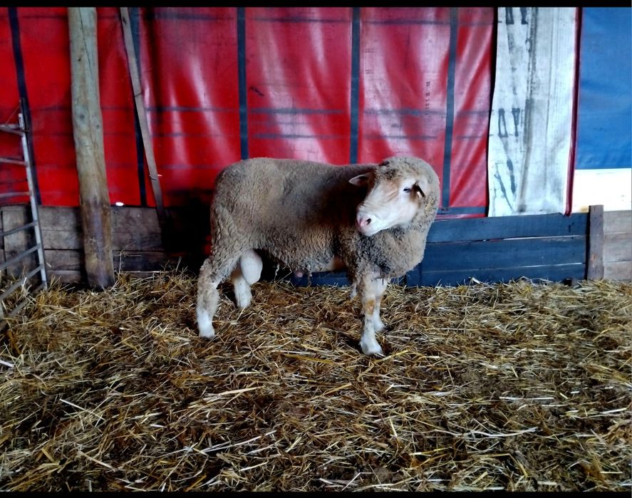 Carneiro ile de france puro