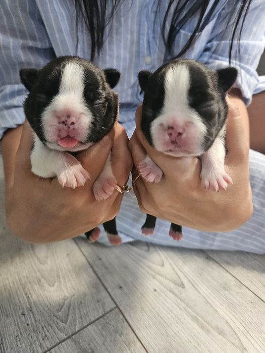 Piesek boston terrier fci