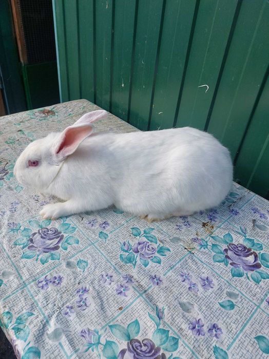 Продам кролів  молодняк