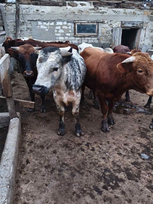 Продам Быков Живым весом