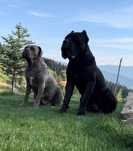 Zapowiedź miotu Cane Corso ZKwP/FCI - koniec czerwca 2025