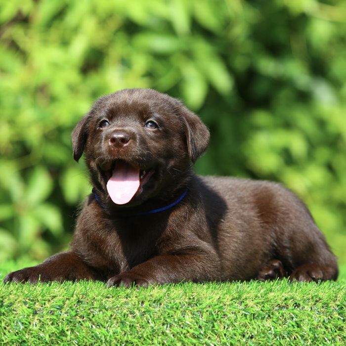 Цуценя / цуценята Лабрадор Ретривер / щенок / щенки / щеня / щенята