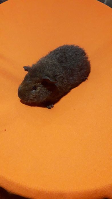 Морські свинки різних порід.