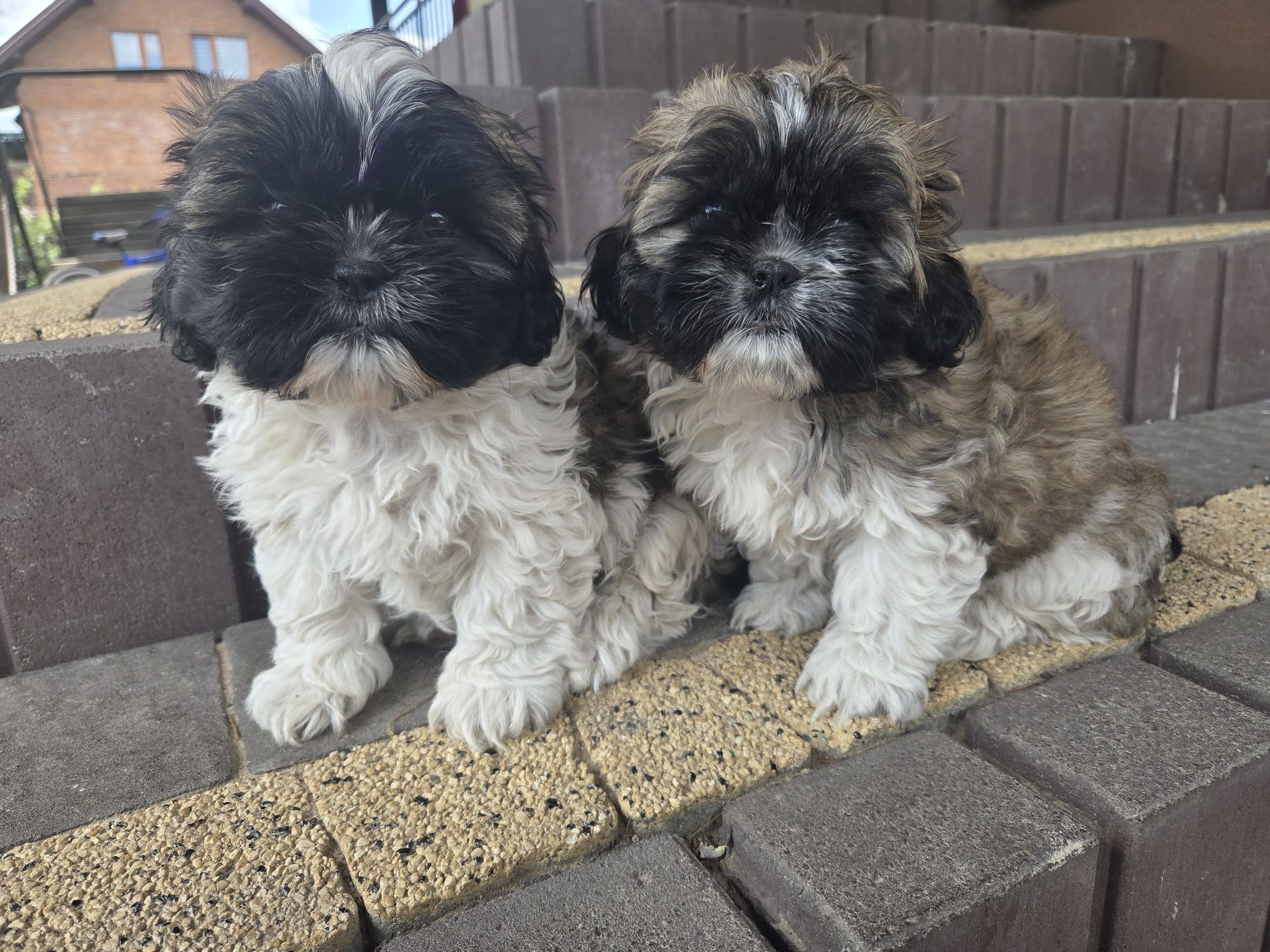 Piękne shih tzu zapraszam