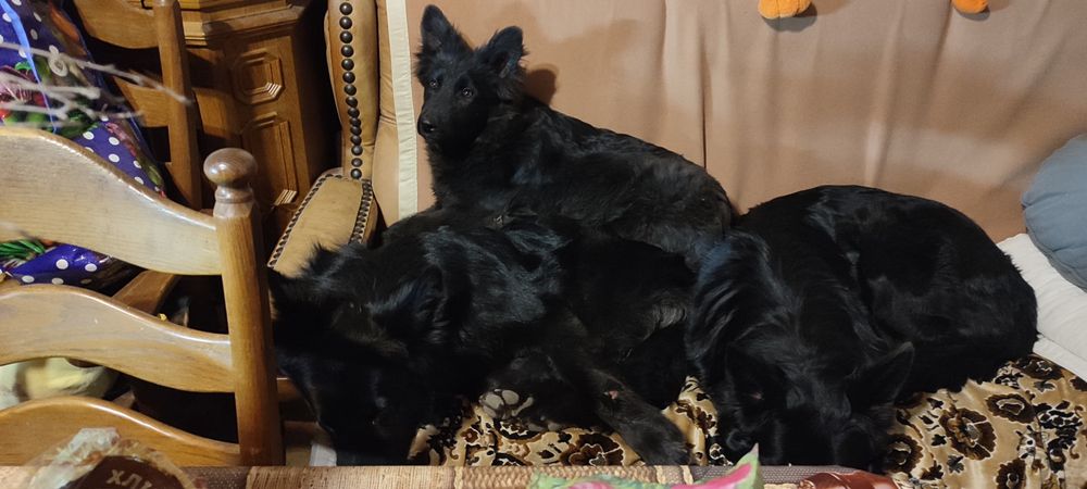 Продам цуценя німецької вівчарки