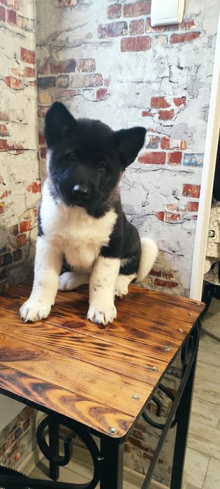 Цуцик американської акіти, дівчинка