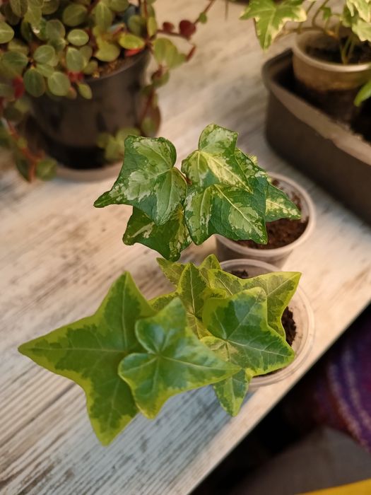 Плющ рео традесканції