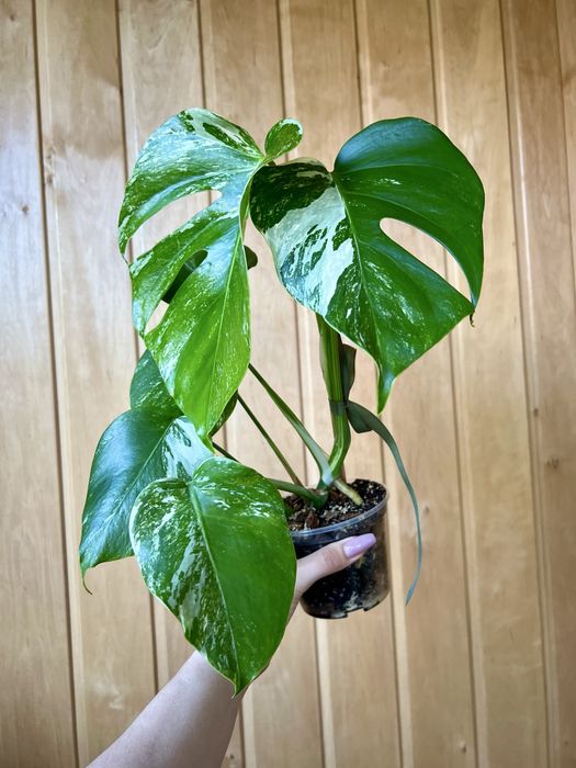 Монстера Альба Monstera Albo домашня