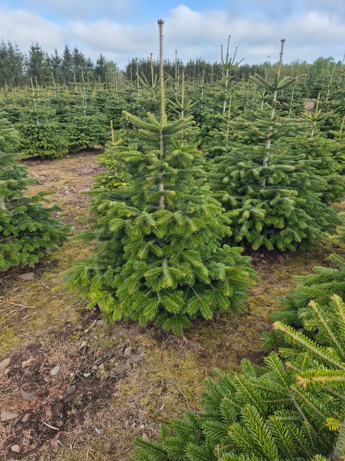 Choinki hurt/detal, jodła kaukaska z własnej plantacji