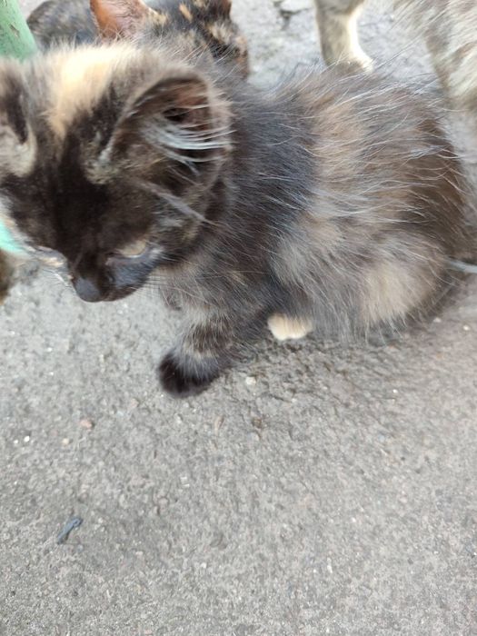 Віддам в хороші руки