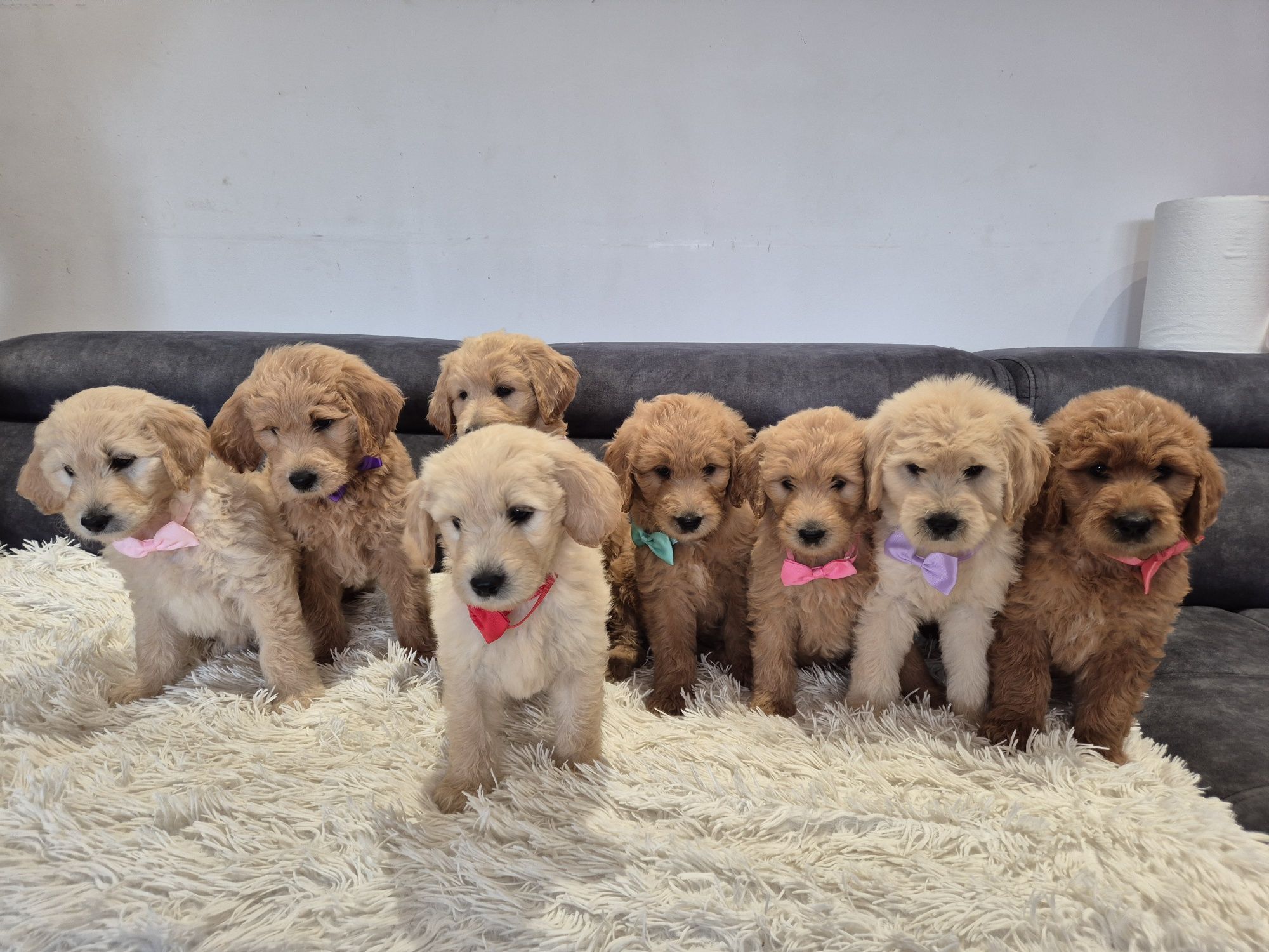 Goldendoodle f1 standard