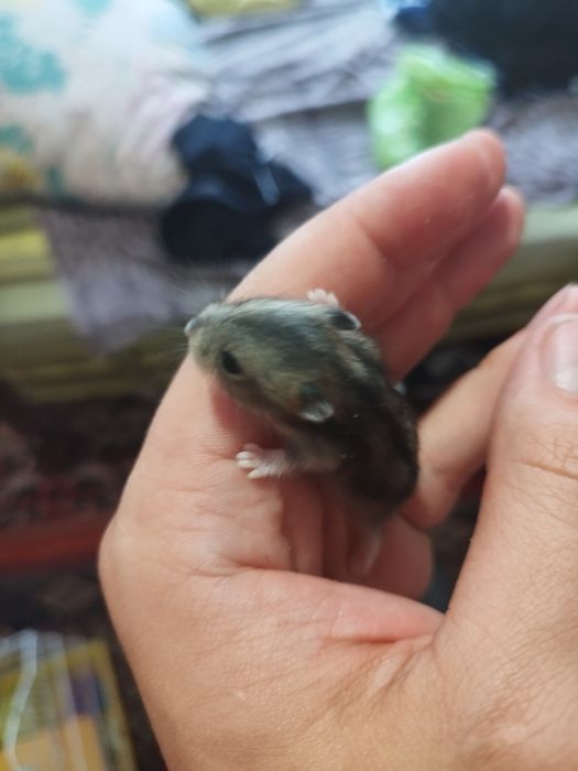 Хом'як джунгарик