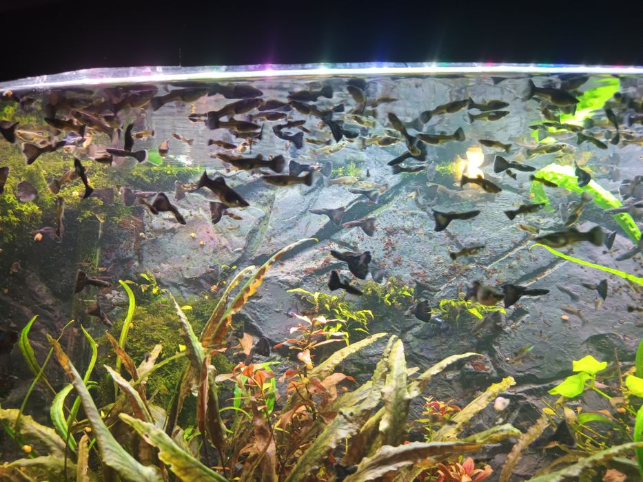 Czarne Gubiki Moskiewskie