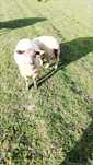 Vendo Borregos texel