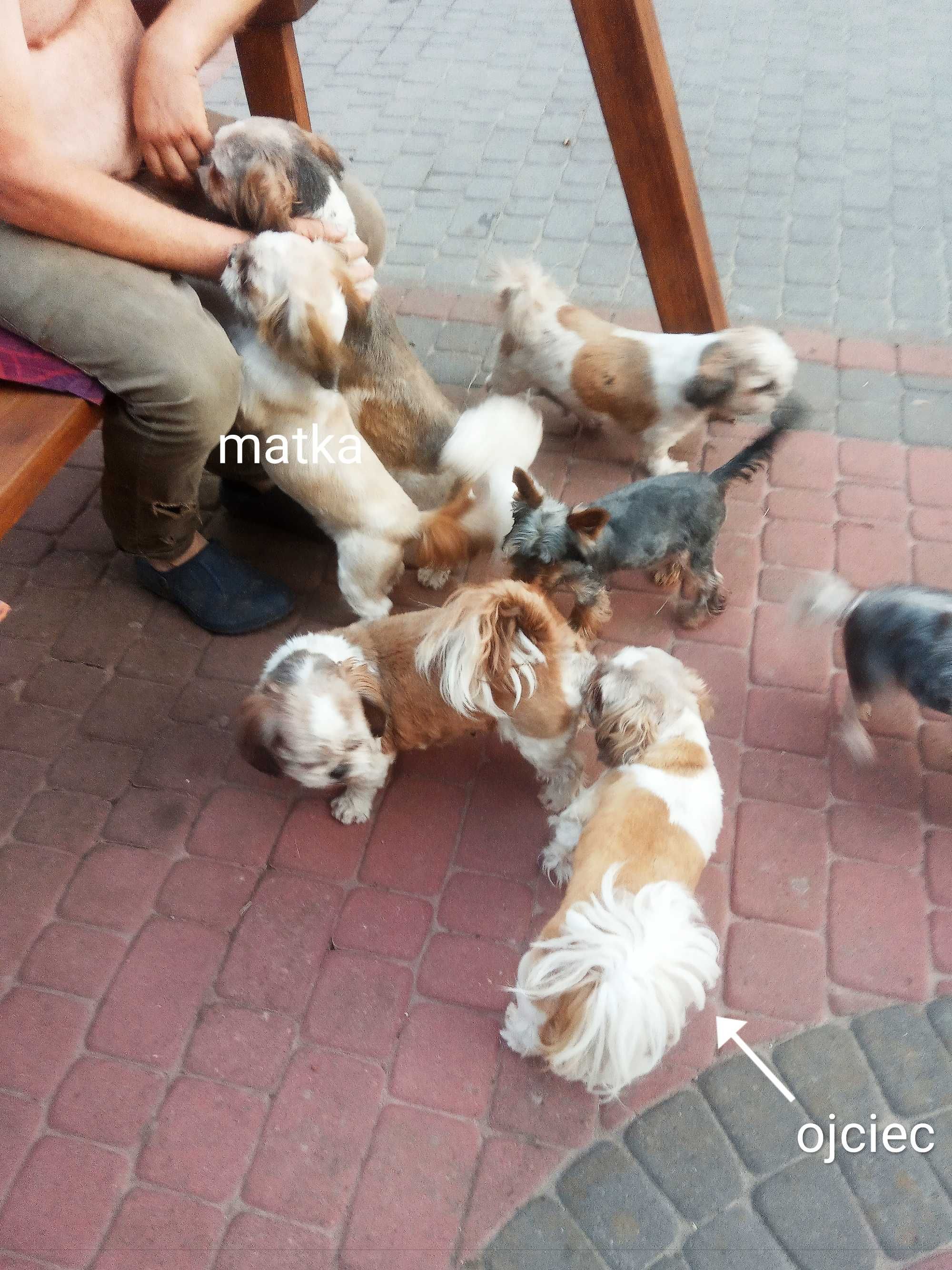 SUCZKA Shih tzu mini wzorzec rasy
