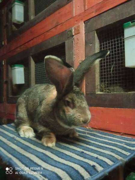 Królik BOS Belgijski Olbrzym Szary