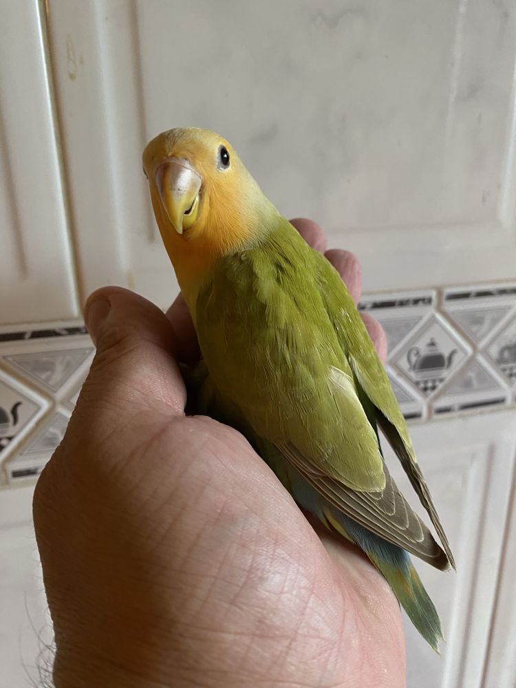 Agapornis domesticado excecional