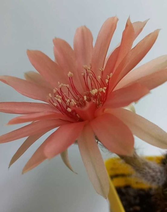 Кактус (сукулент) акантокаліціум для флораріума