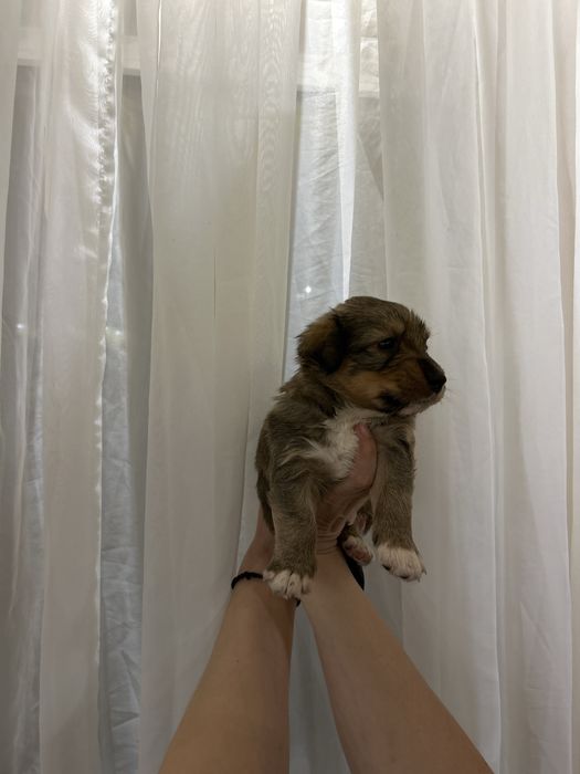 Отдам щенят  в хорошие руки