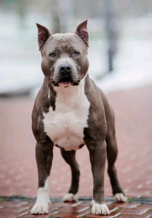 Блакитний хлопчикя-Могутній Воїн.Розплідник КСУ