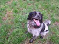 Oddam za darmo 2 psy do adopcji