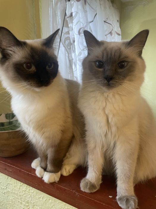 Ragdoll rodzice  FPL  kot kotka seal bicolor