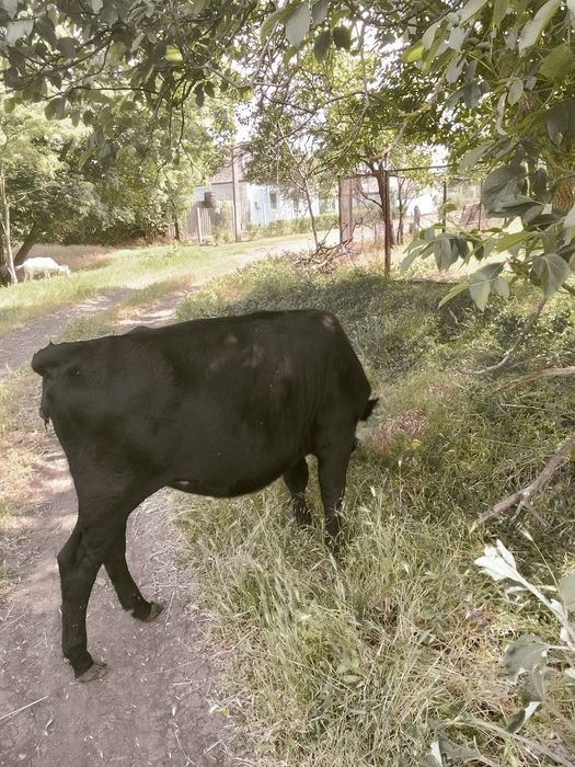 Продається теличка 1рік 3місяці