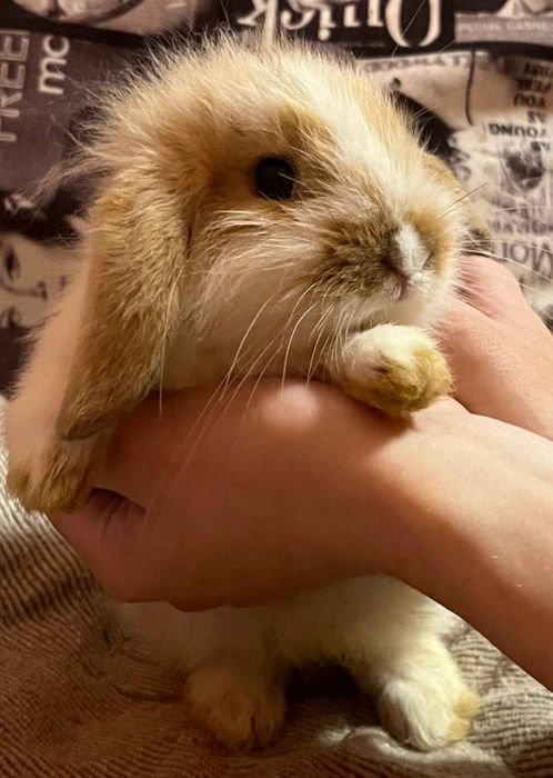 Карликові баранчики