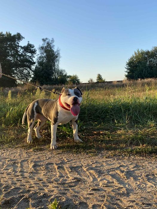 Amstaff krycie suczek