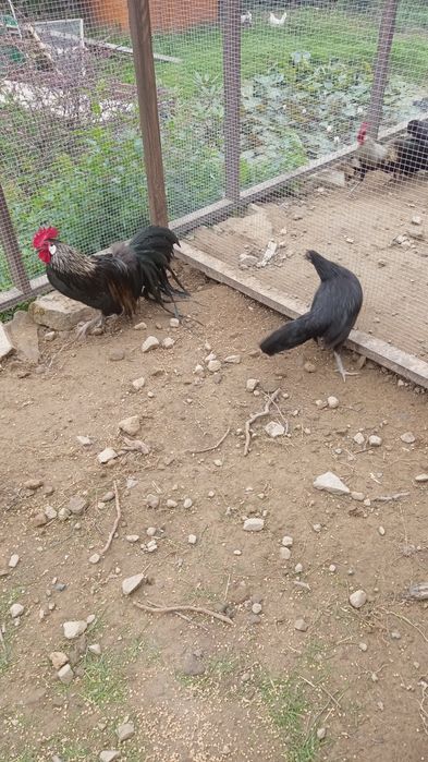 Sprzedam parę Feniksów miniaturowych